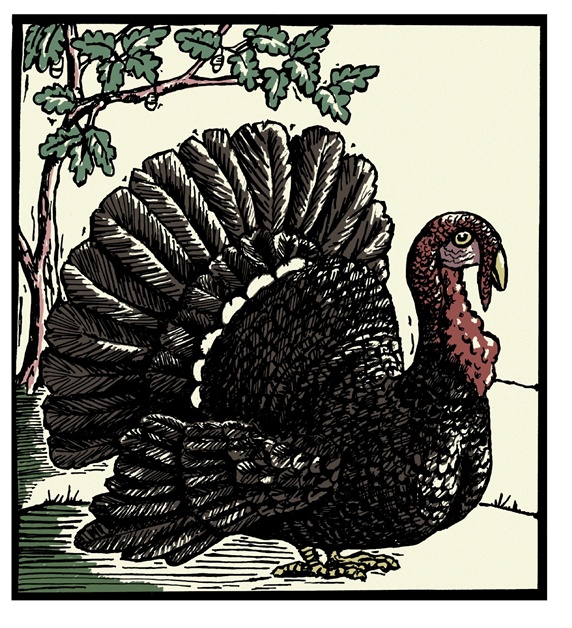 Turkey and tree in background