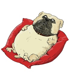 Bulldog lying down on back, on red cushion