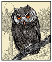 Owl perching in tree at night