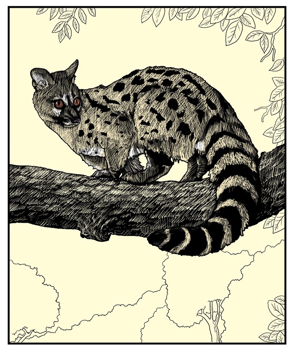 Wildcat on tree branch