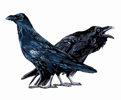 Illustration of two ravens