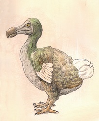 Drawing of dodo