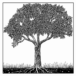 Black and white drawing of tree in summer