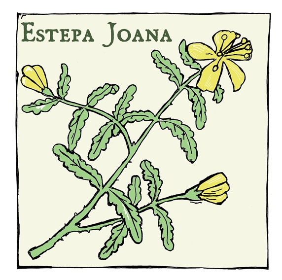 Estepa Joana (Hypericum balearicum), plant with yellow flowers