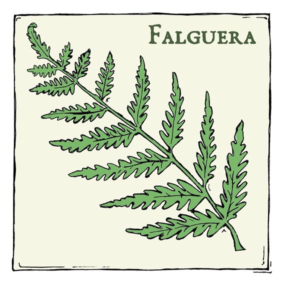 Fern (Falguera), green plant with leafs