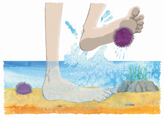 Feet paddling in sea and standing on sea urchin