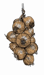 Illustration of string of onions