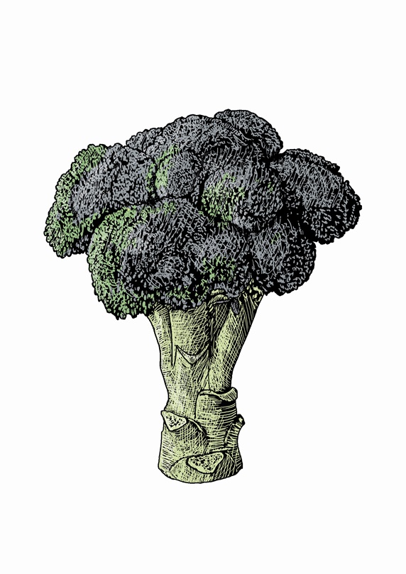 Illustration of head of broccoli