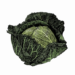 Illustration of savoy cabbage
