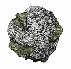 Illustration of cauliflower