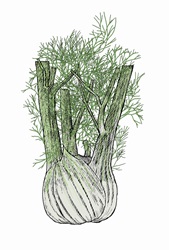 Illustration of fennel bulb