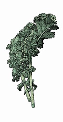 Illustration of kale leaves