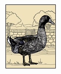 Portrait of duck