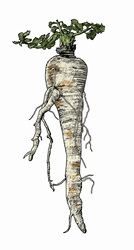 Illustration of parsnip