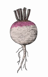 Illustration of beetroot