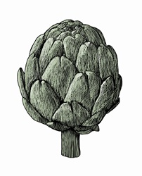 Illustration of globe artichoke