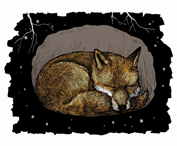 Fox asleep in underground den