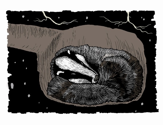 Badger asleep in underground den