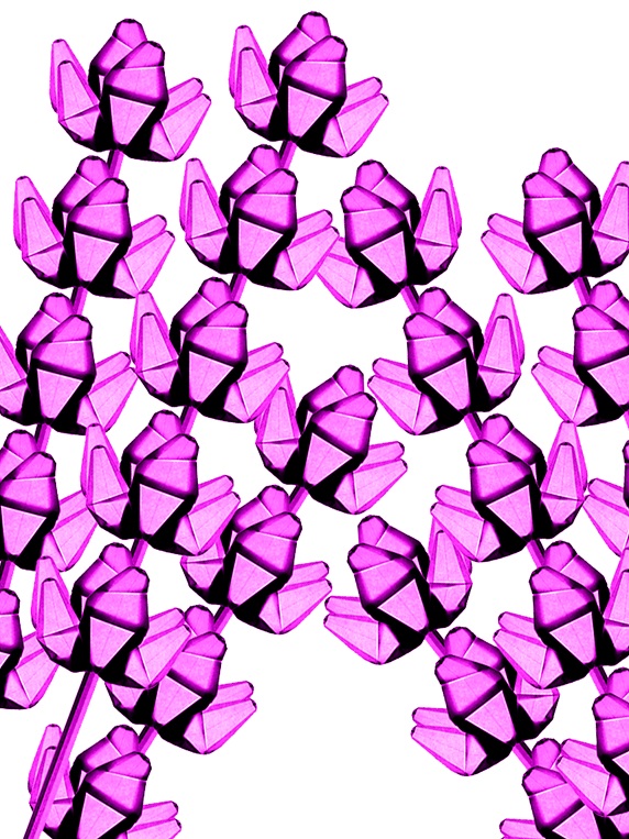 Purple geometrical flowers on white background