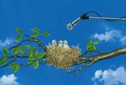 Microphone above baby birds in nest