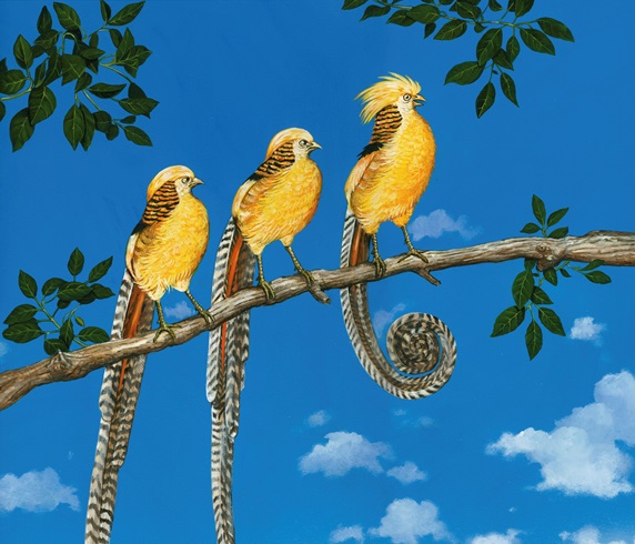 Yellow golden pheasant standing out from others on branch