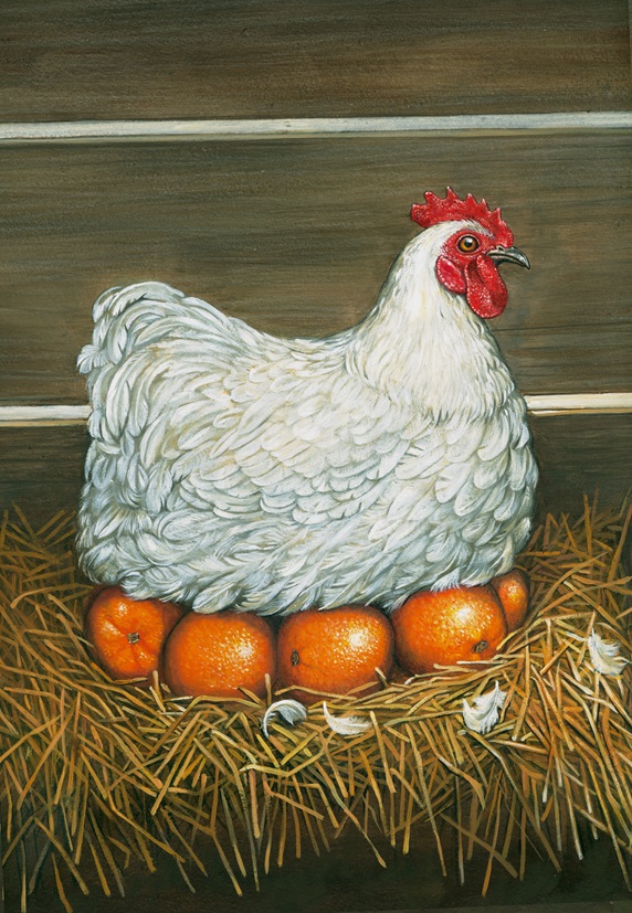 Hen in nest sitting on oranges by Bob Venables
