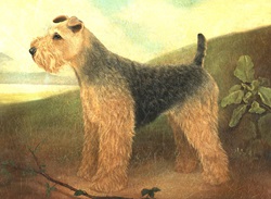 Portrait of Welsh Terrier in landscape by Bob Venables