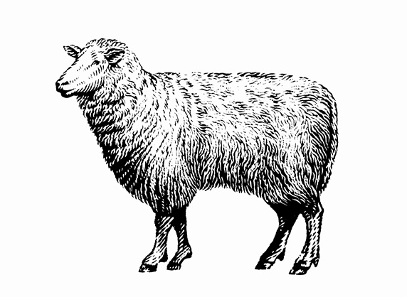 Black and white scraperboard engraving of a sheep
