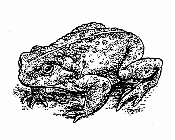 Black and white scraperboard engraving of toad