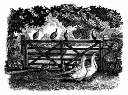 Black and white scraperboard engraving of geese and guinea fowl by garden gate