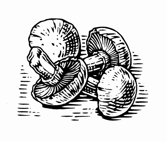 Black and white scraperboard engraving of mushrooms