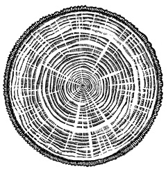 Cross section of tree trunk
