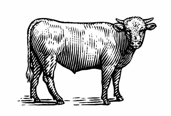 Black and white scraperboard engraving of a bull