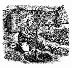 Scraperboard engraving of man planting tree on cold autumn day