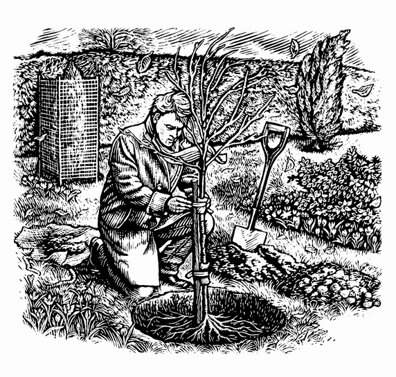 Scraperboard engraving of man planting tree on cold autumn day