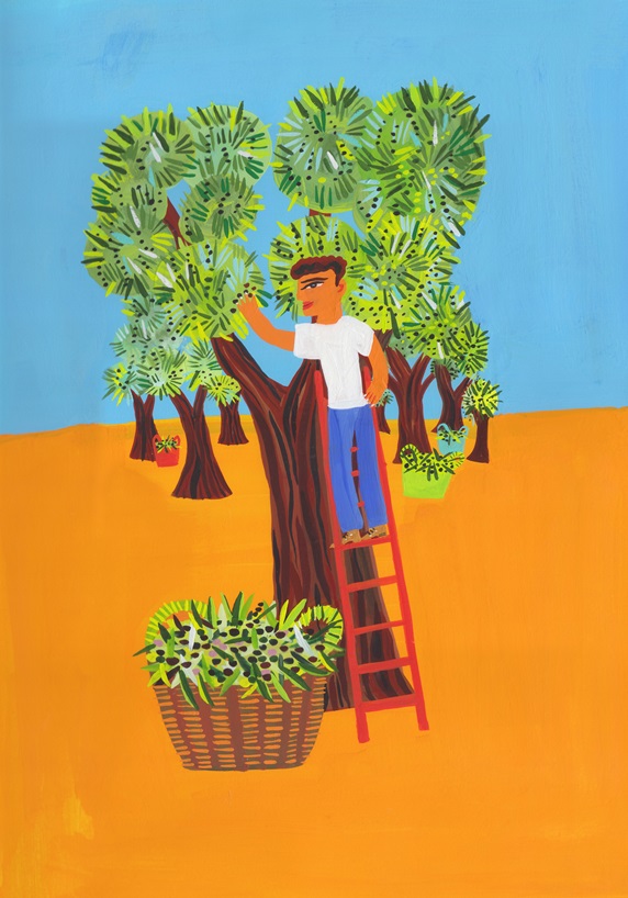 Man picking olives in olive grove