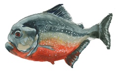 Side view of red grey fish, white background