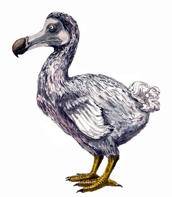 Side view of dodo bird, white background