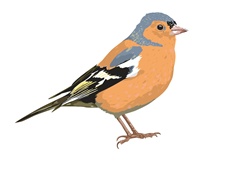 Bird with orange feather, white background