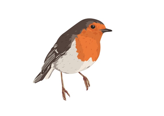Robin, bird with grey and orange feather, white background