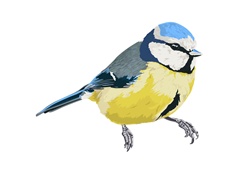 Bluetit bird, white background