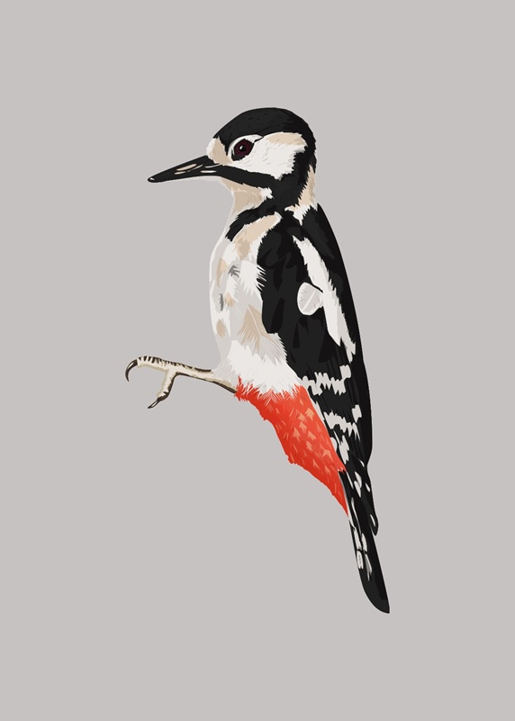 Side view of woodpecker, grey background