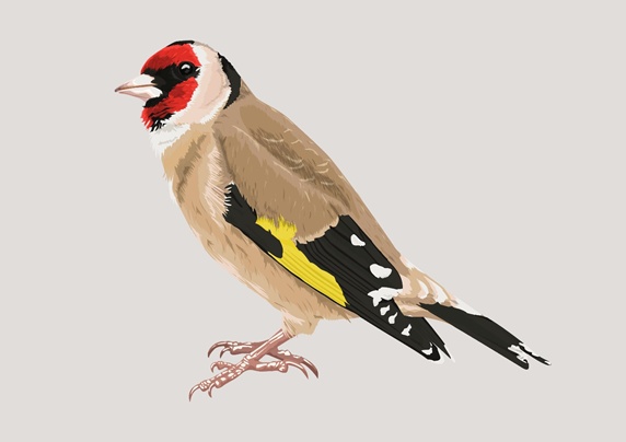 Multi colored bird, beige background