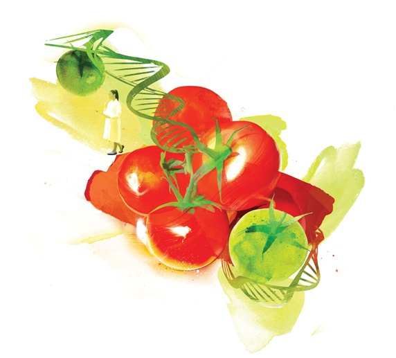 Red and green tomatoes on white background