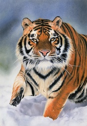 Close up of tiger walking in snow