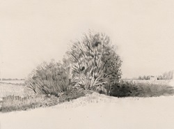 Bushes in landscape