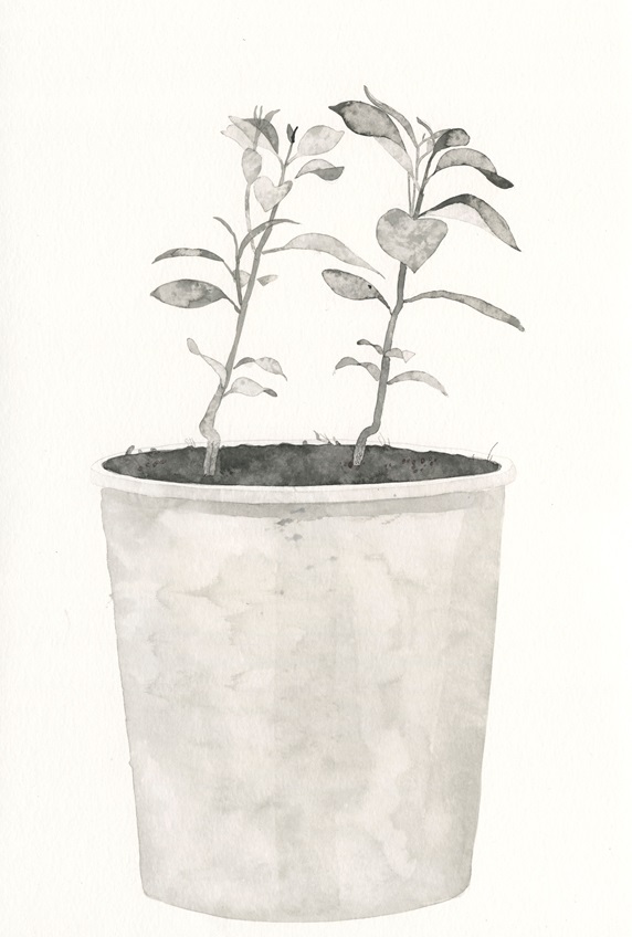 Small plant growing in flower pot, black and white