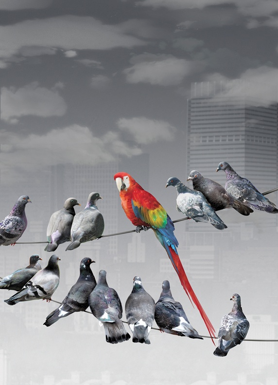 Multicolored parrot sitting on wire standing out from gray pigeons