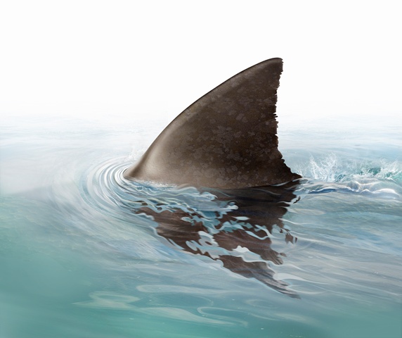 Shark fin swimming in ocean