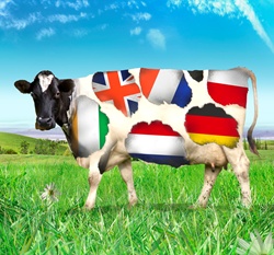 Flags of European countries on cow